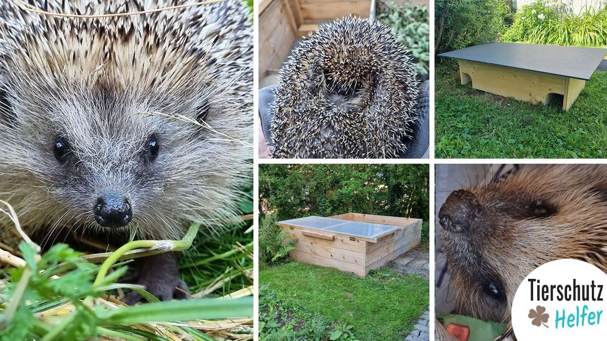 Igel Schweiz